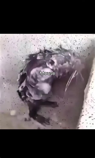 funny mouse moments 😄 🐀#funnymouse #cutemouse #rodents #funnyanimals #trending