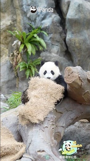 Can I Have Another One Of These Super Fun Blanket? | iPanda #shorts