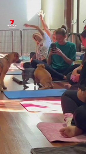 Downward dogs in puppy paradise: Adelaide yoga enthusiasts have had the chance to stretch and unwind alongside some adorable rescue dogs. Details on the pawsome adoption initiative in 7NEWS Adelaide at 6pm. #Yoga #Adelaide #7NEWS
