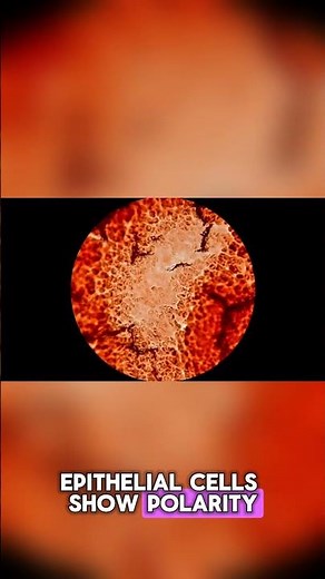 Epithelium Explained | Structure & Function