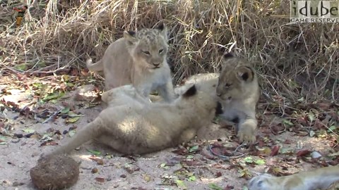 Cute Lion Cubs Play Together In The Wild