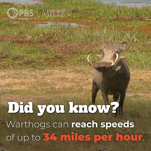 Warthogs can run fast! [VID: Did you know? Warthogs can reach speeds of up to 34 miles per hour. They have longer legs than other swine. This helps them to escape from the large predators in their African habitat. They are hunted by many species, including lions, cheetahs, leopards and hyenas. Despite these threats, warthogs are not endangered -- unlike many of their African counterparts. Warthogs are quick to adapt to new conditions. They prefer to forage in the morning and early evening. But w
