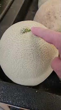 How to Pick a Sweet Cantaloupe | Best Tips to Choose Ripe Melon #shorts