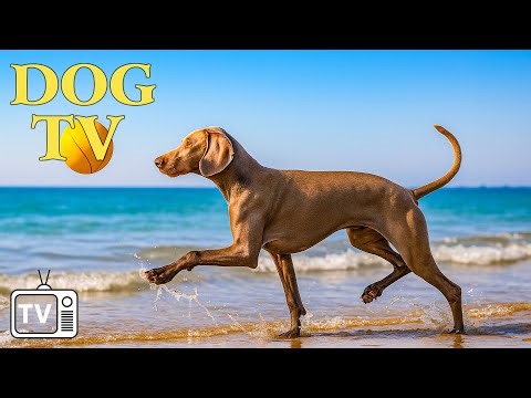 Relaxing Dog TV & Music: Stop Boredom and Ease Anxiety for Dogs Home Alone - Video Entertain For Dog