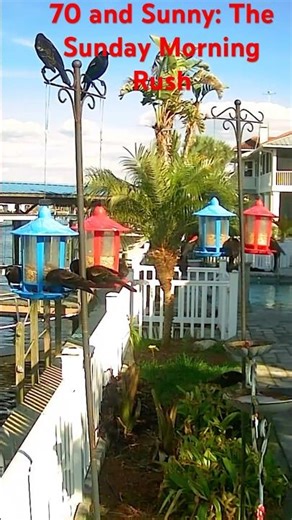 A Perfect 70° Sunday! ☀️ Redwings, Starlings & Cowbirds #birdingparadise