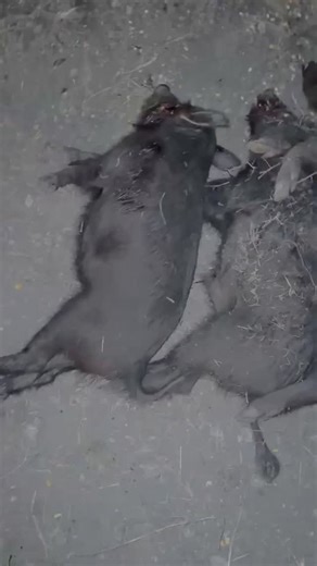 Texas Wild Hog Control | #texas #feralhogs #wildhogs #texaswildhogcontrol #trapping #swine #wildpigs | Instagram