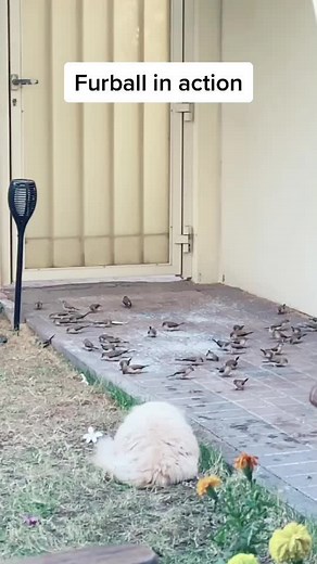 Feline Hunt: Engaging Cat Hunting Birds