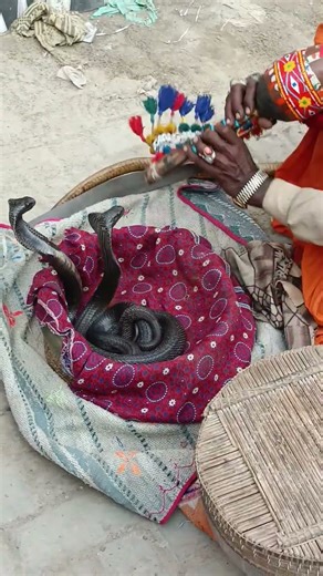 “The flute’s sound made the snake dance — unbelievable street performance! 🐍🎵”