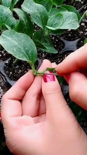 cucumber hole insertion grafting #holeinsertiongrafting #cucumbergrafting @savegreenshorts