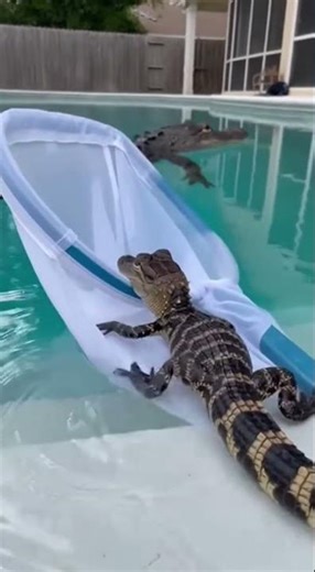 This Is NOT a Pool Toy 😳🐊