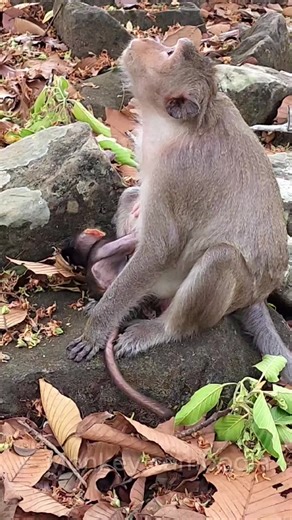 Baby Monkeys: Adorable Family Moments in Spring