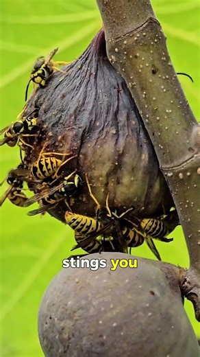 8 Mind-blowing animal facts that reveal the hidden secrets of the wild. 🤯