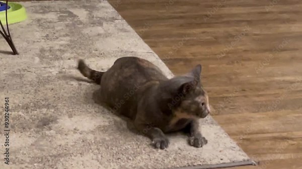 A dilute Torte cat, chasing a laser light on the edge of a carpet