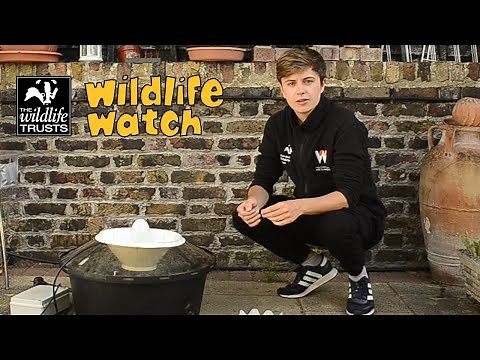 Wildlife Wednesday: All about moths!