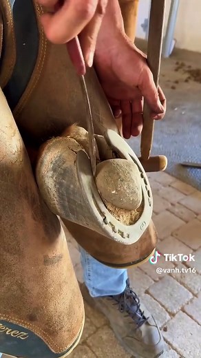 Understanding the Art of Farriery for Horses