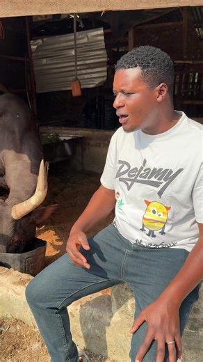 Perseverance in Sheep Farming: A Ghanaian Journey