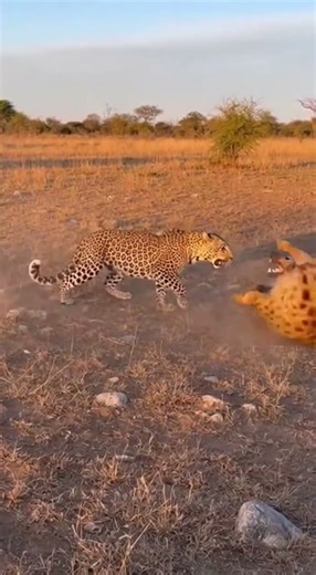 Cheetah vs Hyena | Speed vs Brutal Endurance – Who Wins the Wild Clash?