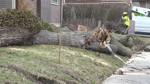Tree removal companies see increase in calls after wind storms bring down hundreds of trees