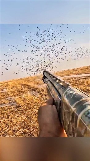Massive bird hunting! 300+ birds down in a single hunt 🎯 #birdhunting #hunting #hunter
