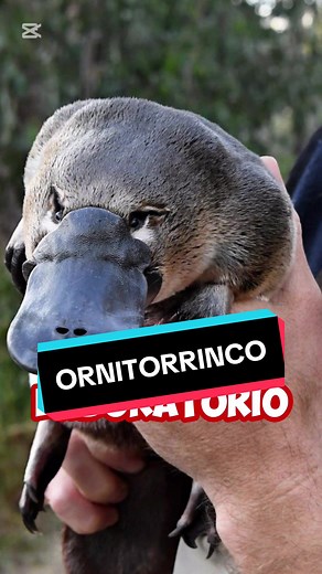 Perry el Ornitorrinco: Ternura y Misterio | Ornitorrinco Criatura 🐃