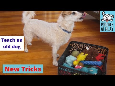 How to teach an old dog new tricks