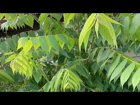 HOW TO GET RID OF BLACK WALNUT TREE