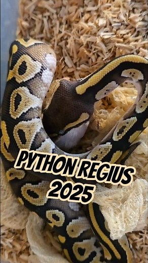 The first ball python from September 2025 has easily accepted frozen food #shorts #ballpython