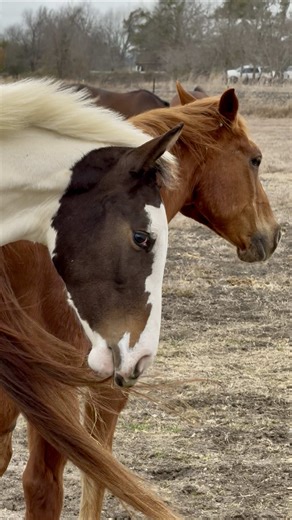 What’s a little red gelding to do with all these giant mares? He told me, “You can’t live with ‘em… … … .” 😂🤣
