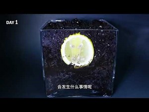 From Seed to Citrus: Lemon Tree Growth in Time-Lapse!