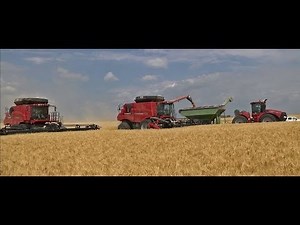 North Dakota Wheat Harvest with Case IH 8120 & 8230 Combines - Dahl Farms