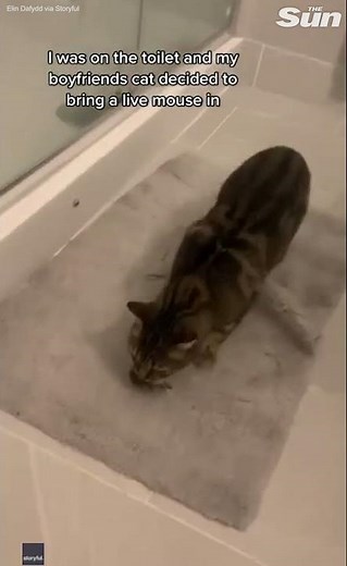 Look what the cat dragged in! Pet surprises owner on the toilet by bringing her a LIVE mouse #Shorts