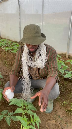 1.5K views · 632 reactions | Staking or trellising of plants is a...