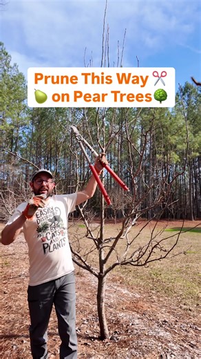 Essential Pear Tree Pruning Tips for Better Fruit