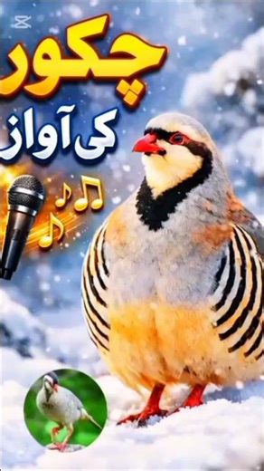 Soothing Chukar Bird Sound | Nature Short