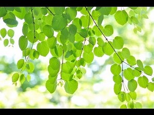 新緑と木漏れ日のハーモニー／Harmony of fresh green and sunlight 癒しの風景 ヒーリング