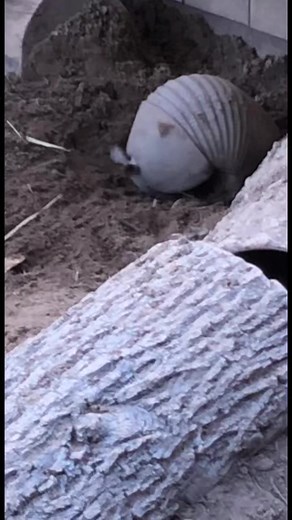 Armadillos Keep Digging: Little Holes in My Backyard