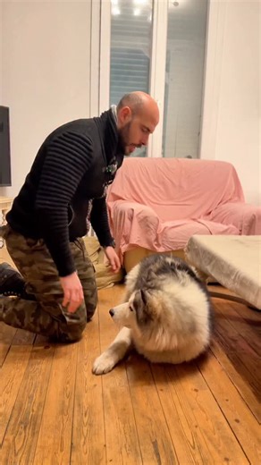 Thibault Laurent on Instagram: "⚠️ soins à la maison (zone douloureuse) Je dois appliquer le traitement de mon chien… mais la zone est enflammée et très sensible. Il n’a pas envie qu’on le touche. Donc, pas de force : du calme, de la délicatesse, et de la coopération. Mon protocole : • Je parle doucement, je préviens chaque geste. • Touches très brèves, pauses, friandises → j’avance par micro-étapes. • S’il dit “stop”, je stoppe, on respire, on reprend plus lentement. • Objectif : que le soin se