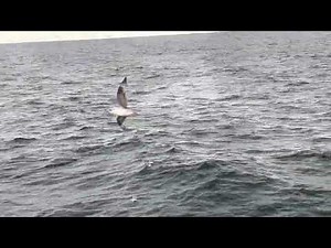 Northern Fulmar in flight