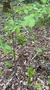 53K views · 885 reactions | Here is a very nice patch of the pink lady slippers. I counted a total of 66 blooms. There were many more that were not flowering sprinkled throughout the little garden. | Smoky Mountain Wildlife | Facebook