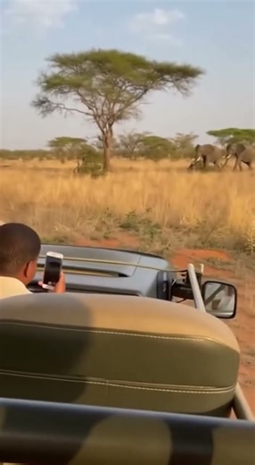 tiger and elephent calf real fottage