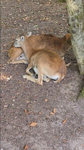 The Most Peaceful Scene of Animals Cuddling in the Wild #animals