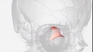 Levator palpebrae superioris muscle Stock Video