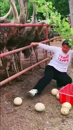Ostrich vs. Human: The Ultimate Egg Stealing Mission! 😂 🥚#Ostrich #FunnyAnimals #FarmLife