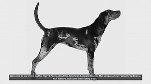 Top 10 Fascinating Facts About the American Leopard Hound