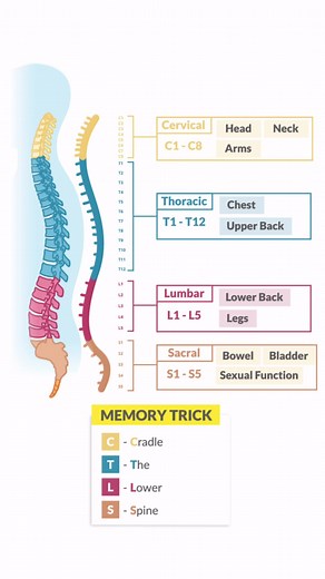 Nurses must know levels of spinal cord injuries! . . To try out SimpleNursing for FREE, click here: https://bit.ly/4ioinu5 🩺 . #nursing #spinal #anatomy | SimpleNursing
