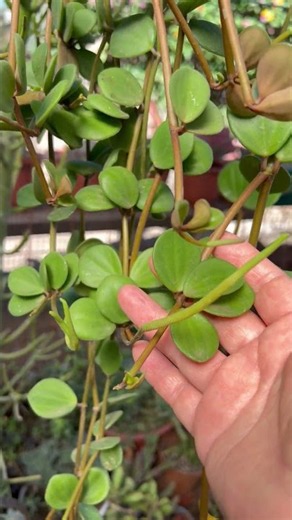 Bellísima Peperomia Hope