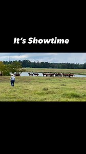 1M views · 41K reactions | TDCJ Prison Horse Sale 2024 is FINALLY here! Elite Auctions LLC Cary Wiseman the man who has put a lot of time into the TDCJ breeding program for the past 17 years! These horses LOVE him! | Elite Auctions LLC | Facebook