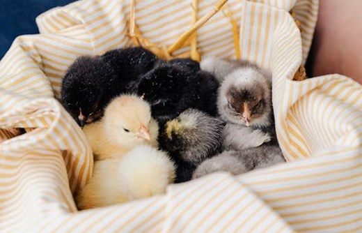 Best Chicken Hatcheries In Alabama- Chicks For Sale