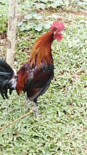 good morning 🌄 #commentshare #subscribe #youtubeshorts #goodmorning #youtube #rooster #provincelife