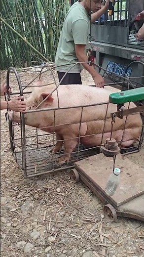 Pig Farmer Safely Loading Pigs into a Truck | Educational Purpose Only